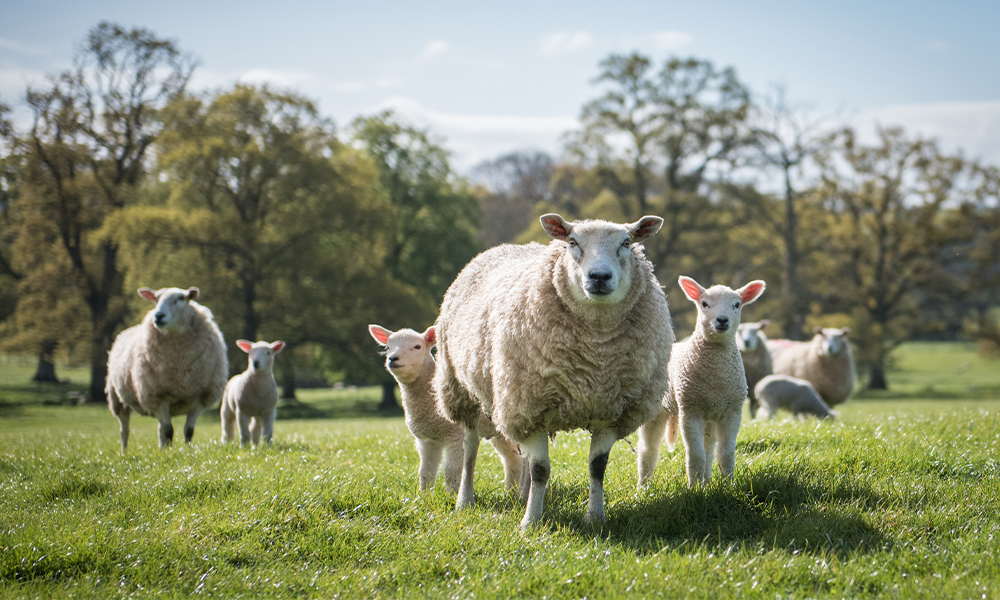 The crops we grow on the farm are chosen so that we have silage to feed our cattle and sheep and all the straw we need for bedding down