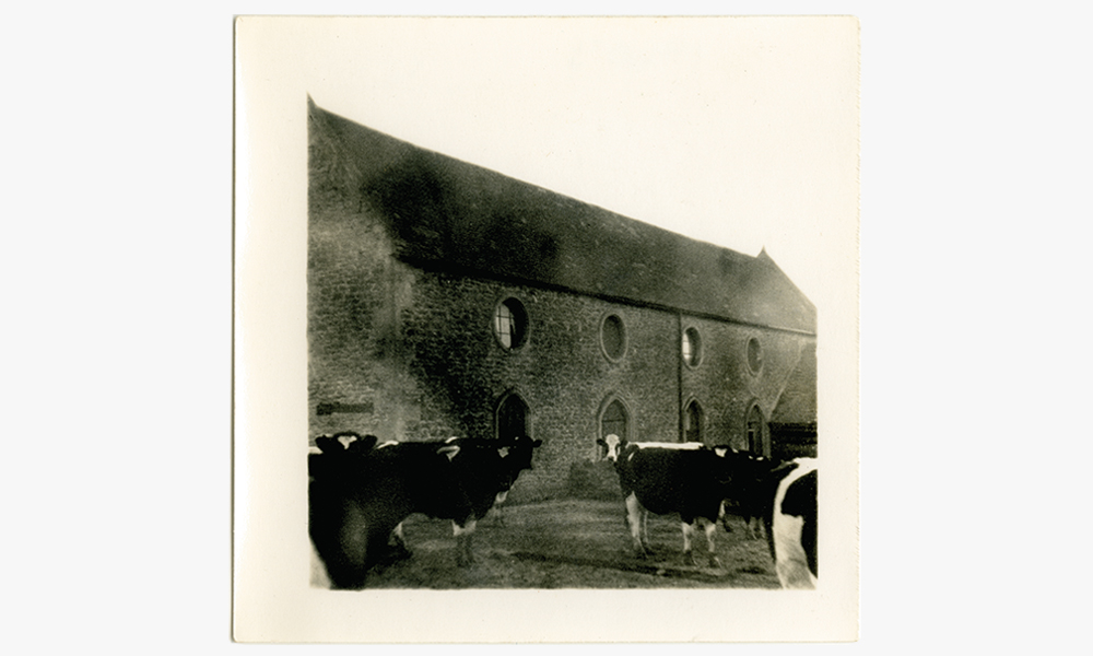 The Stables and cows, 1960’s. Courtesy of the Gilling Family