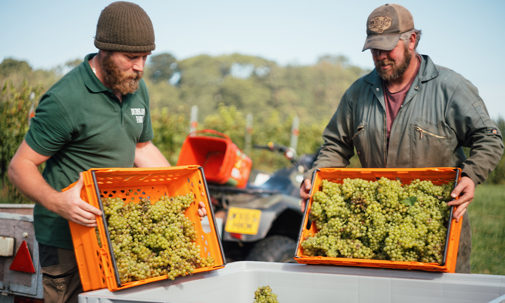 At our vineyard we grow Pinot Noir, Chardonnay, Pinot Meunier and Bacchus grapes