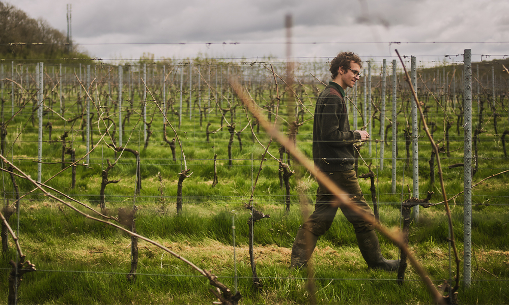 On a gentle south-eastern slope on our estate sits our vineyard