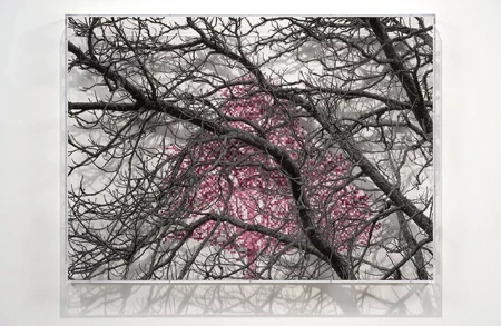 Thumbnail image for exhibition titled Numbers and Trees: London Series 2, Tree #1, Blomfield Street