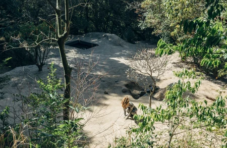Thumbnail Image for Ursula Article titled Pierre Huyghe in Parcours