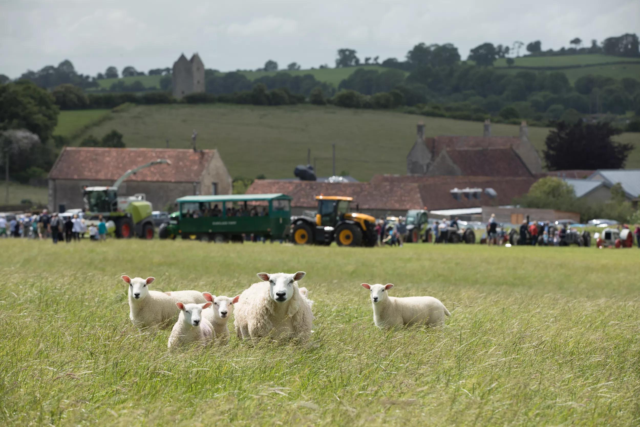 Hero image for event titled Open Farm Sunday 2018