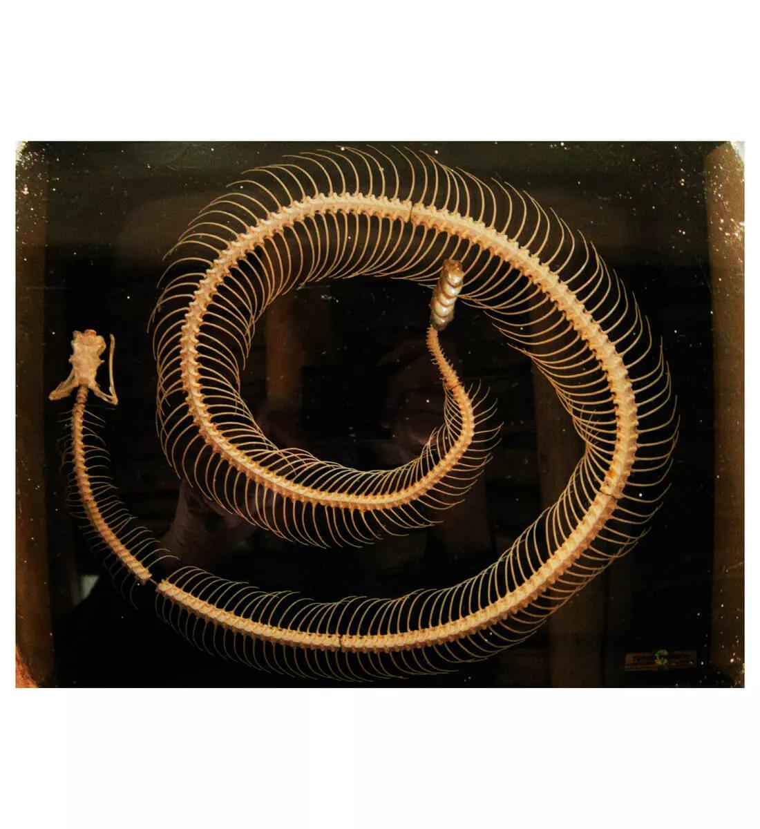 Image for exhibition titled Annie Leibovitz