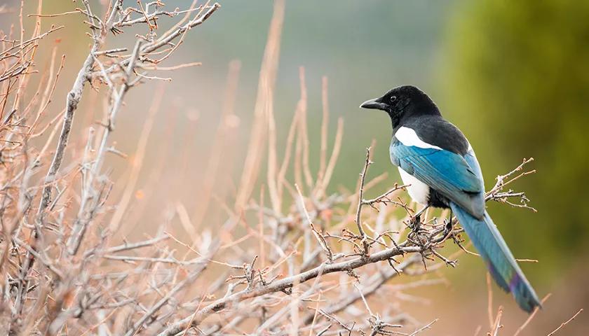 Hero image for event titled Thrifty Thursdays Stephen Moss on Naming Birds