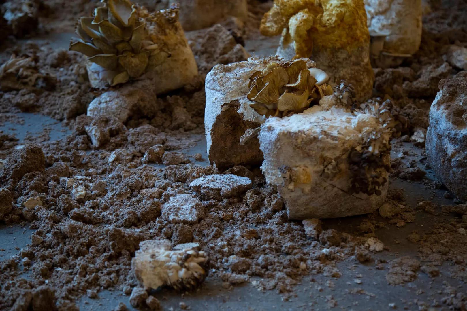 Thumbnail image for exhibition titled Silence is a Sound Internalized