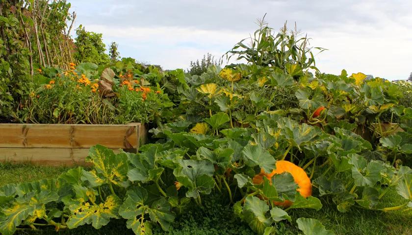 Hero image for event titled Pumpkin Festival 2015