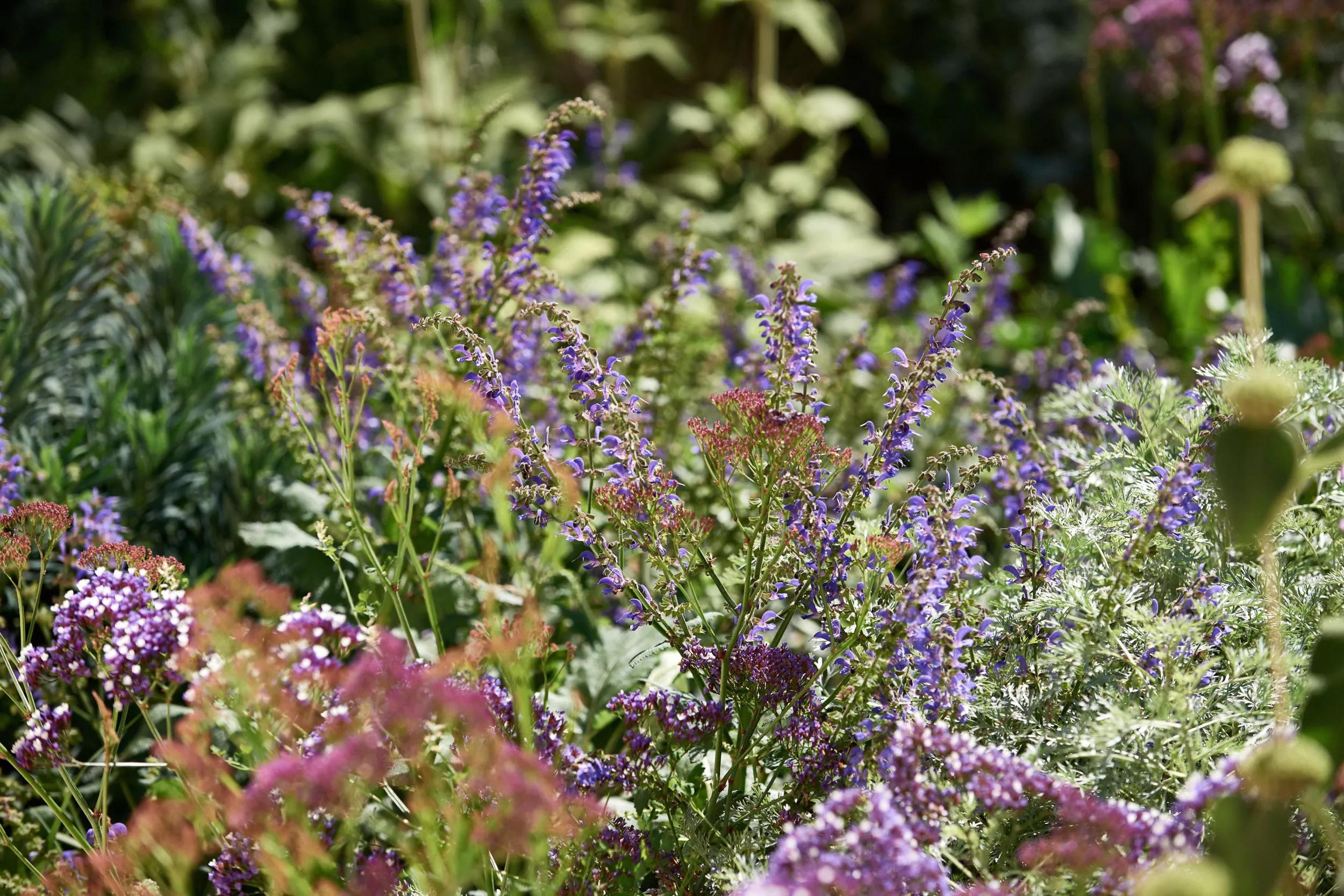 Hero image for event titled Maó + Flors: Guided tour of Illa del Rei’s gardens
