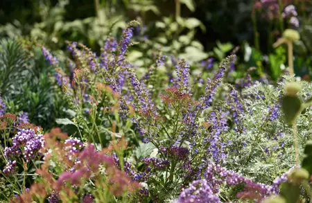 Thumbnail image for event called Maó + Flors: Guided tour of Illa del Rei’s gardens