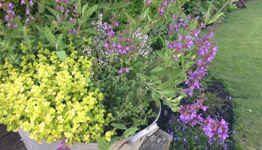 Hero image for event titled Somerset Summer Workshops: Healing Herbs