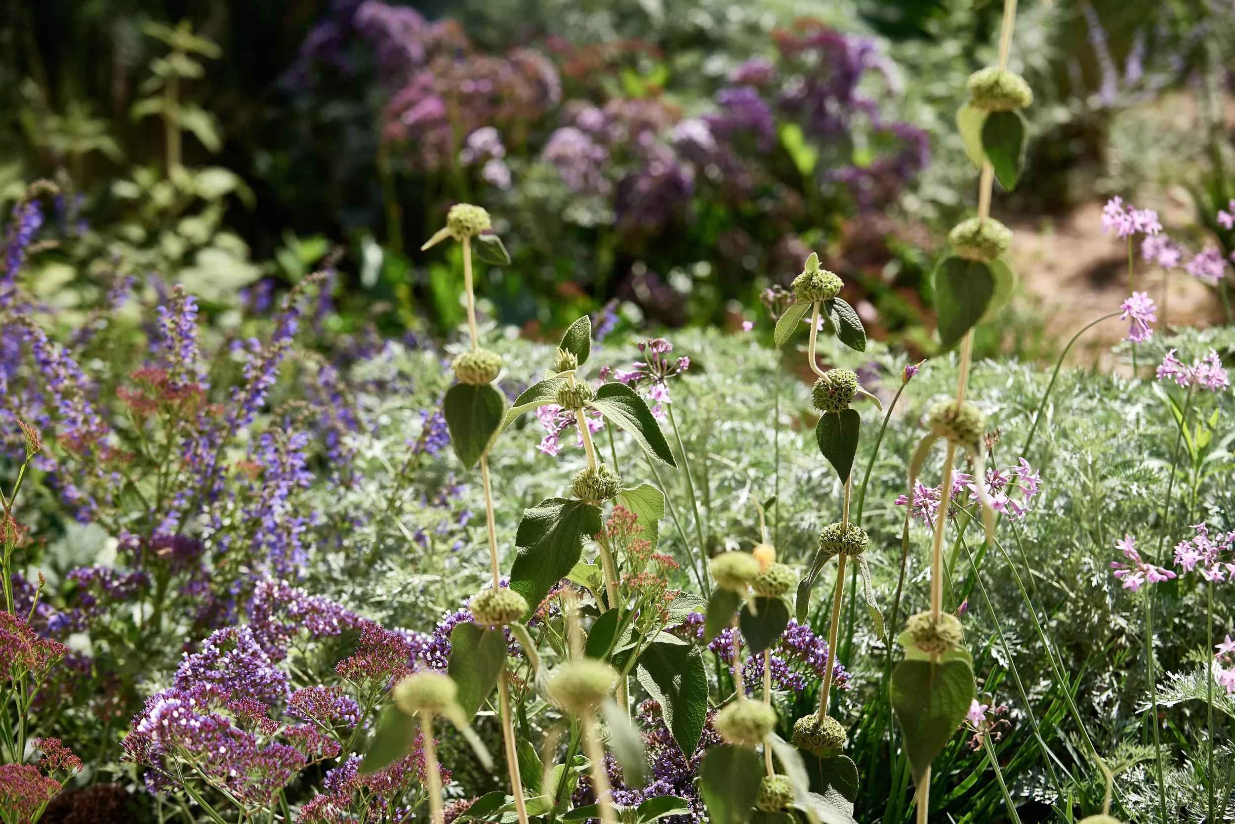 Hero image for event titled Guided Tour by the Gardeners and Installation for Maó + Flors
