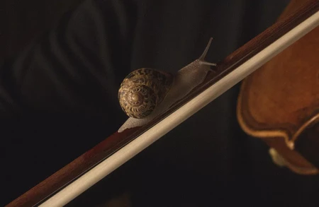SNAIL_1.50.1_reference