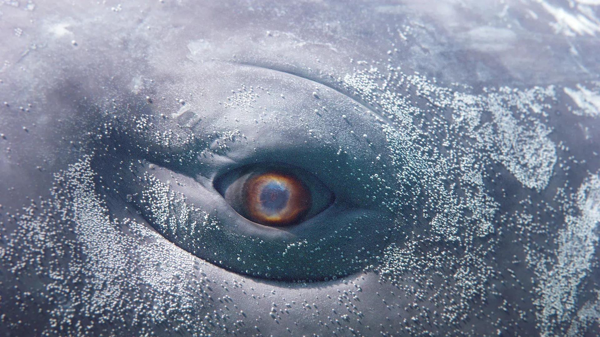 Image for exhibition titled Wu Tsang’s ‘MOBY DICK; or, The Whale’