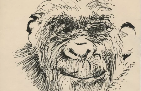 PMC_PMCC53_PMC.919_Gorilla self portrait.jpg