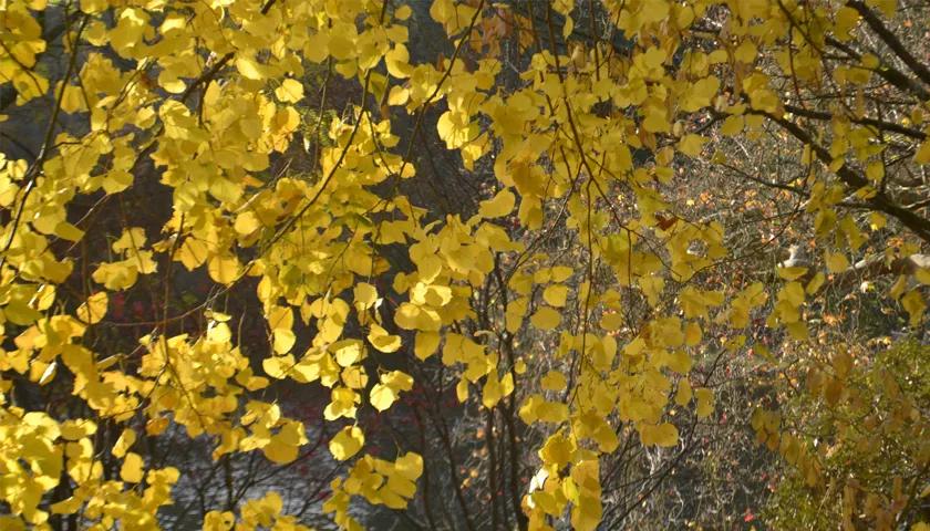 Hero image for event titled Somerset Autumn Workshops: Healing Herbs