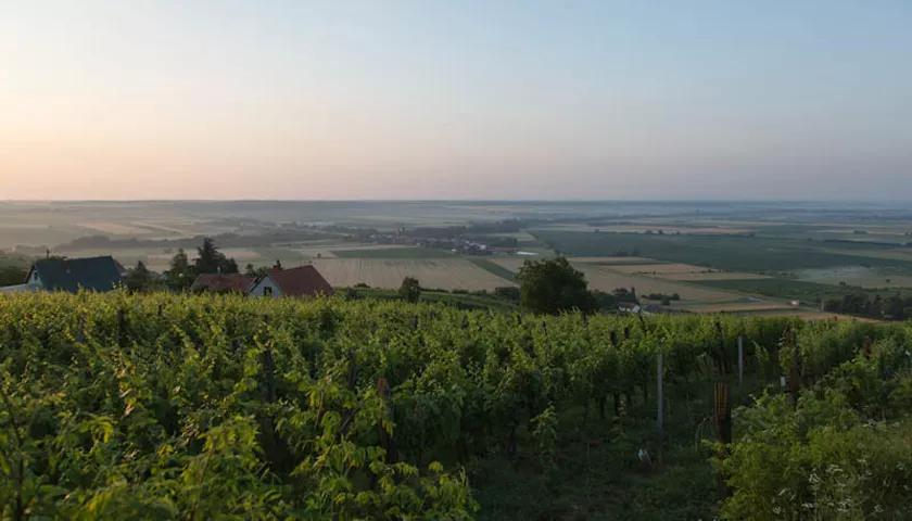Hero image for event titled Wine Festival