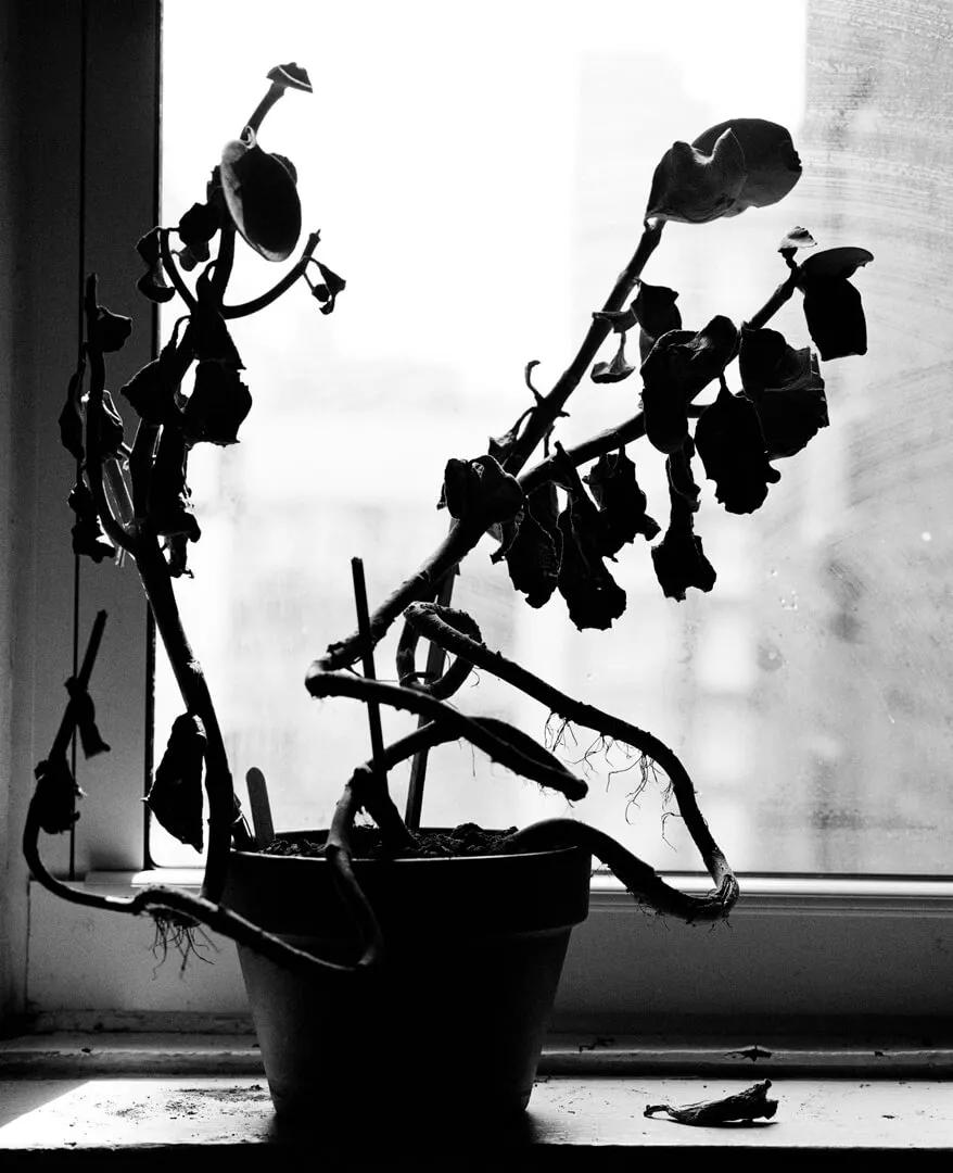Image for exhibition titled Untitled<br>(from The Losses, The Heartbreaks, The Hungers...) 