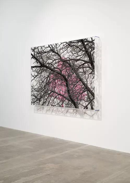 Thumbnail image for exhibition titled Numbers and Trees: London Series 2, Tree #1, Blomfield Street