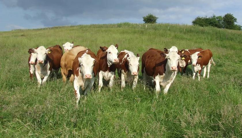 Hero image for event titled Open Farm Sunday 2024