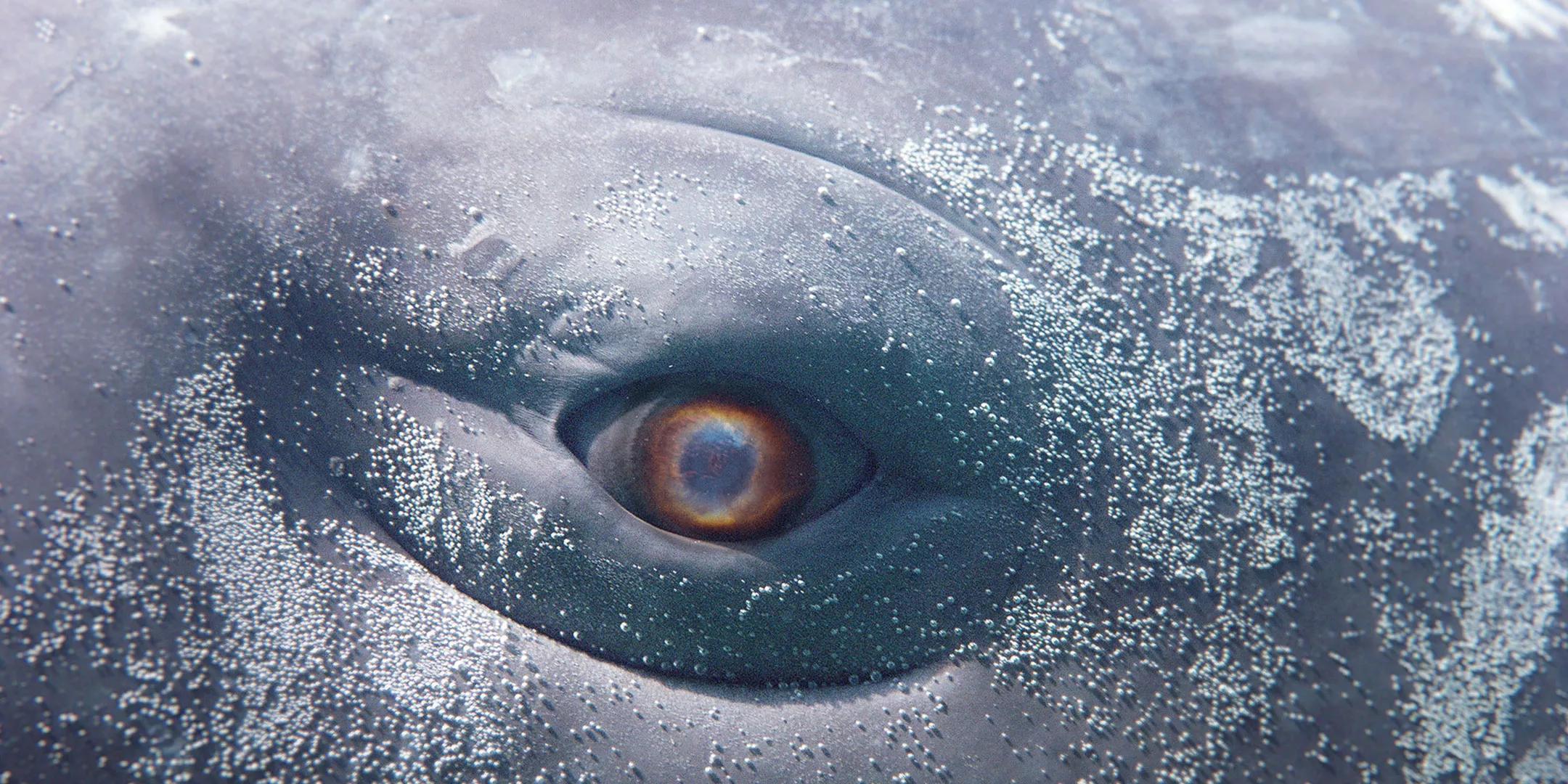 Hero image for event titled Wu Tsang’s ‘MOBY DICK; or, The Whale’