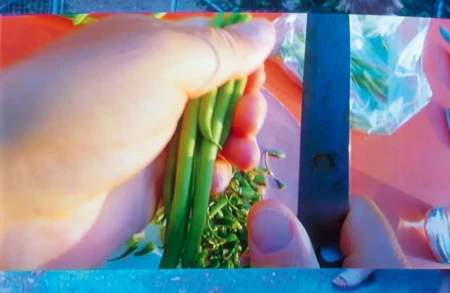 Thumbnail Image for Ursula Article titled Pipilotti Rist’s Japanese Pickles