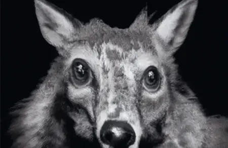 Image for ursula titled Fable