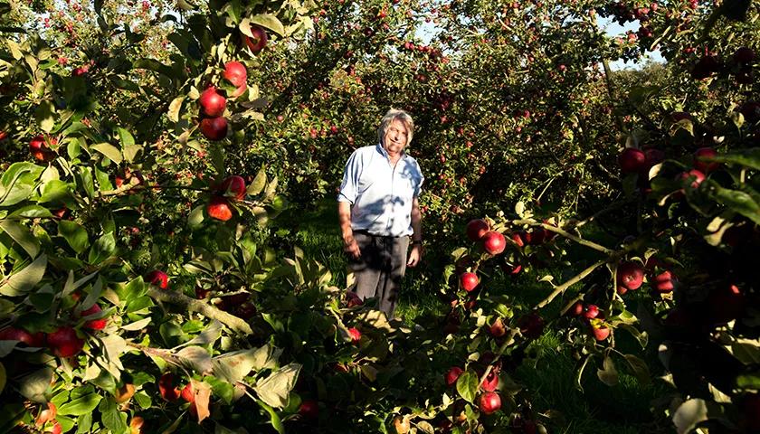 Hero image for event titled Thrifty Thursdays Julian Temperley, Apples and Cider on the Somerset Levels