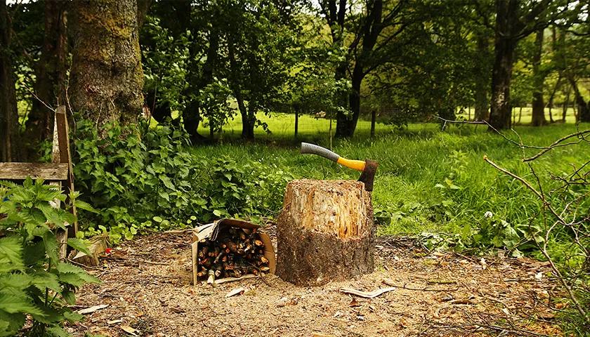 Hero image for event titled Coppicing Workshop: An Introduction to Woodland Management