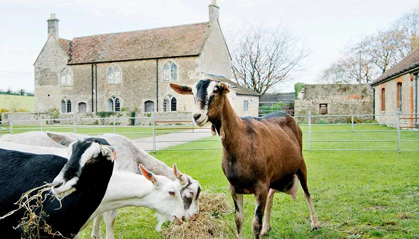 Hero image for event titled Goat Milking Demonstrations and Cheese Making Talks