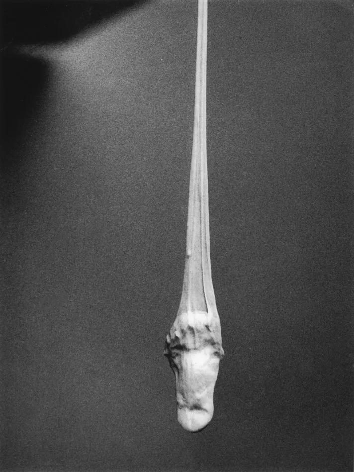 Image for exhibition 