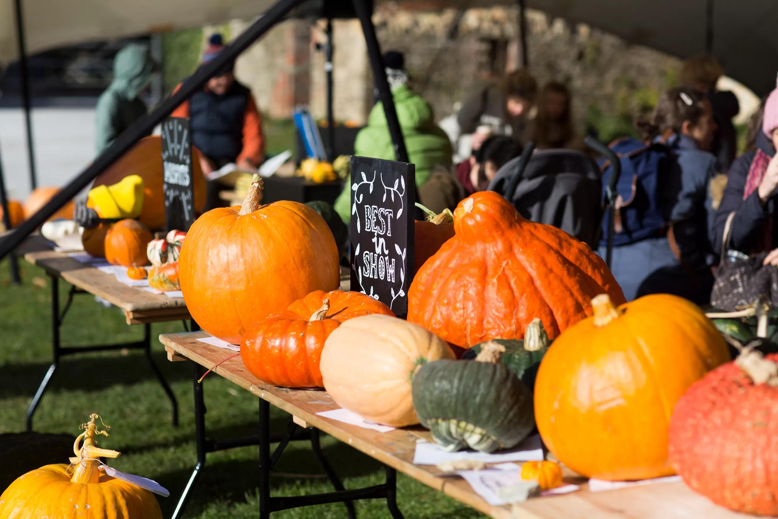 Ursula detail hero for for Charles Dowding and Alice Workman on our Somerset Pumpkin Festival