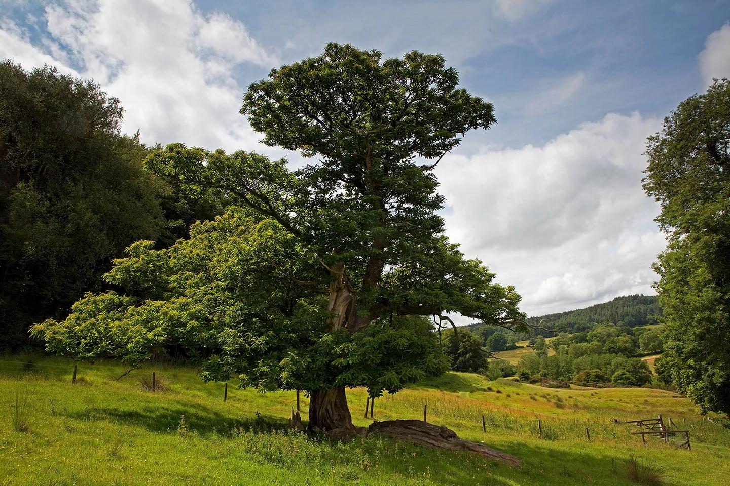 Image for news titled Announcing Forest of Selwood as our 2026 – 2027 Charity Partner in Somerset