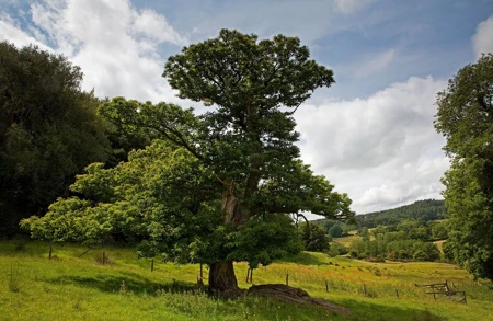 Image for news titled Announcing Forest of Selwood as our 2026 – 2027 Charity Partner in Somerset