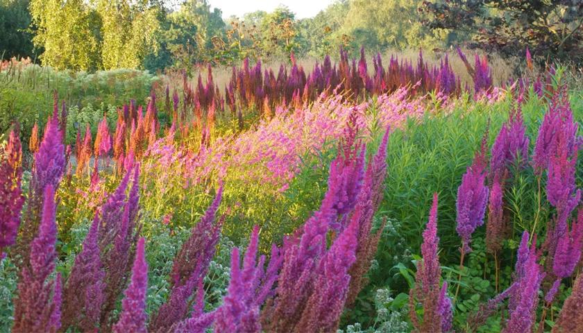 Hero image for event titled Art of the Garden Noel Kingsbury Talk