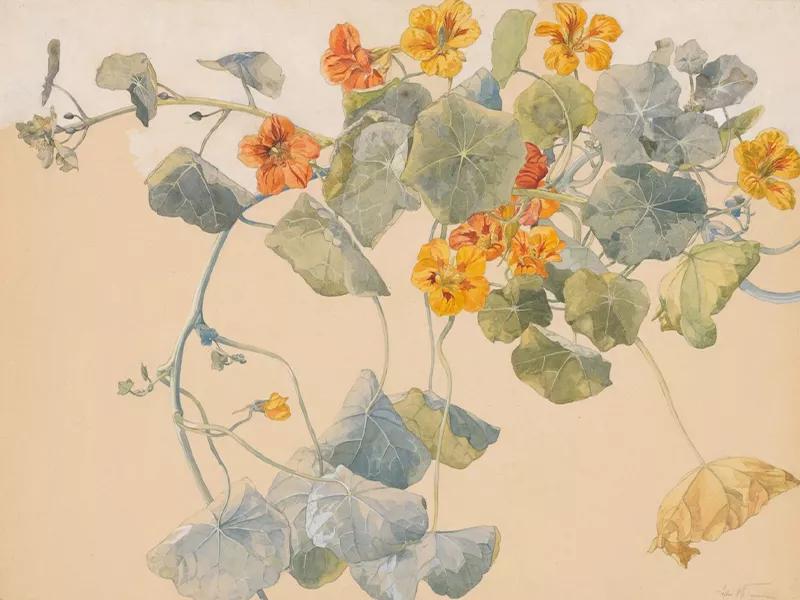 Image for SOPHIE TAEUBER-ARP