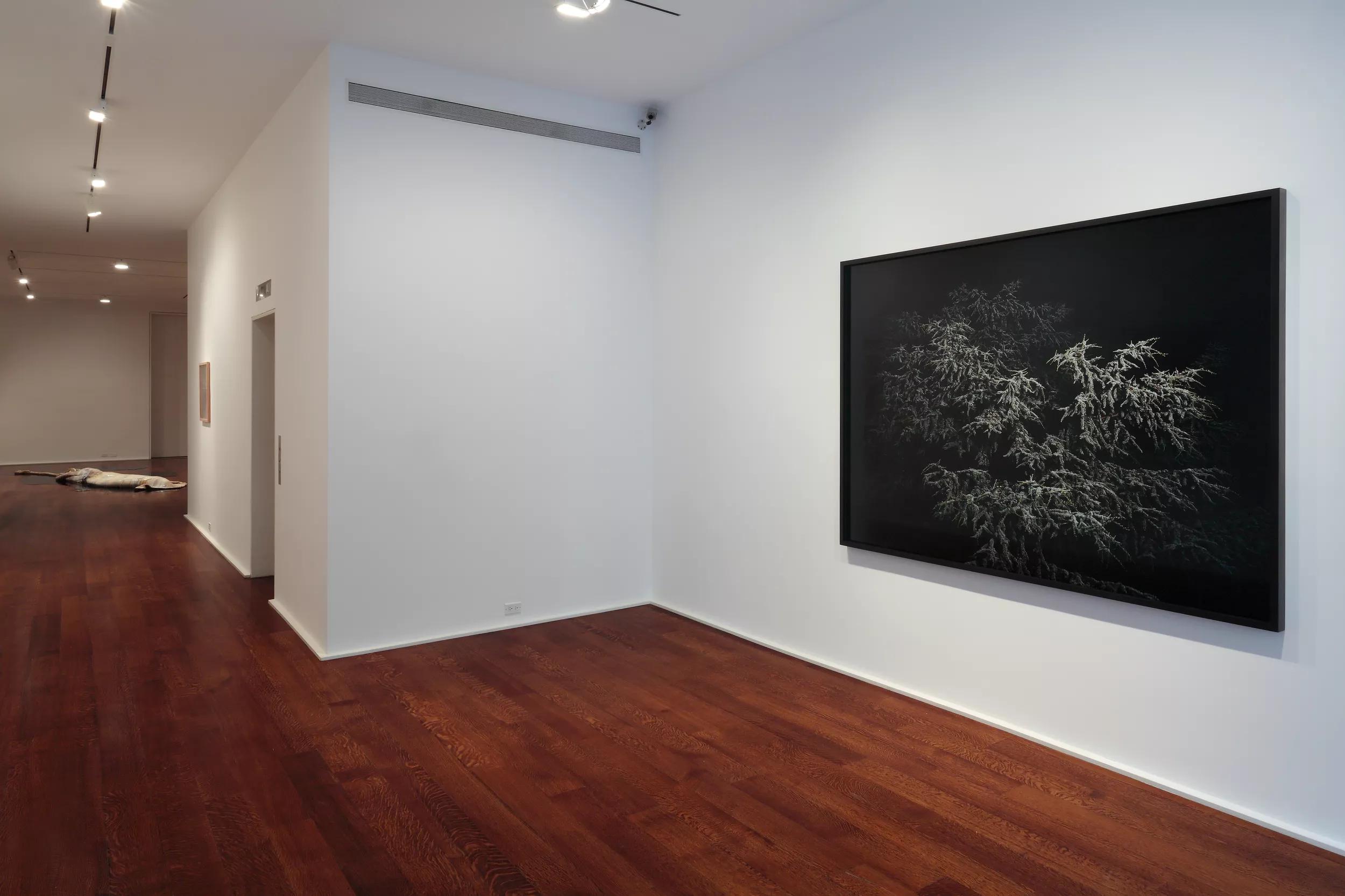 Installation view image for Installation views